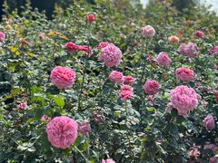 -人民公园(罗湖区)