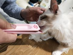 -藏猫猫咖啡主题馆(中央大道店)