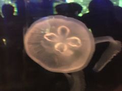 -重庆欢乐海底世界