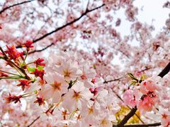 -高东镇樱花园