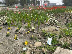 -都江堰玫瑰花溪谷