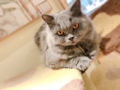 -猫和宫(六道口店)