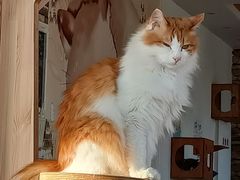 -猫的茶·猫咖