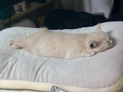 -联合动物医院(光谷诊疗中心)