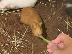 -藦茜花园宠物主题亲子互动体验馆(国顺东路店)