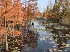 -池杉湖湿地公园