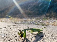 -北京西山国家森林公园