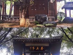 -中国唐苑