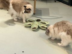 -豆逗聊愈猫阁Easy Life