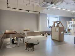 -Cappucimeow猫咪咖啡馆(韦伯时代店)