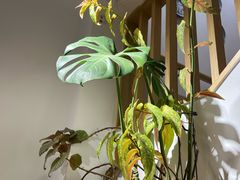 -米国现煲煲仔饭(塔子湖店)