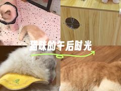 -滚猫咖啡·猫咖·猫友好撸猫(未来城店)