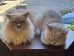 -豆逗聊愈猫阁Easy Life