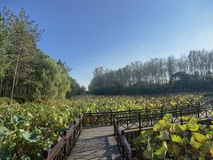 -合肥滨湖国家森林公园