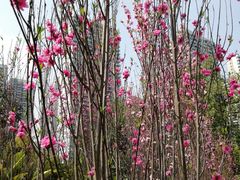 -重庆彩云湖湿地公园