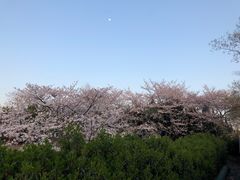 -嘉定紫藤园