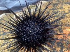 -西涌国际滨海旅游区