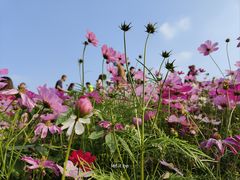 -花开海上生态园