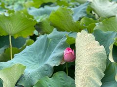 -清漾毛氏文化村