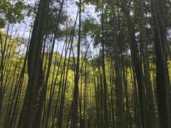 -西湖风景区十里琅珰-五云山