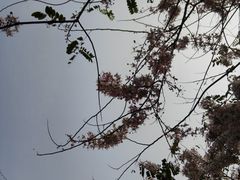-四海公园(南山区)