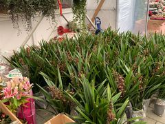 -龙大花卉苗木市场