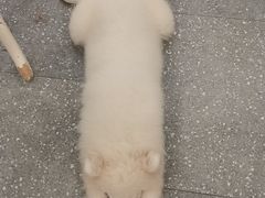 -Let's go狗咖·猫咖·奶狗·桌游(春熙路IFS店)
