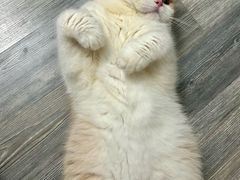 -瑞鹏宠物医院·骨科·猫科·内科(第一中心)