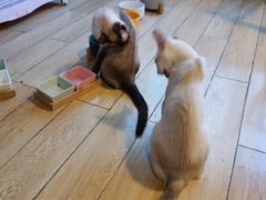 -Cappucimeow猫咪咖啡馆(韦伯时代店)