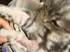 -芭比堂动物医院·犬猫全科·异宠专科(雁塔分院)