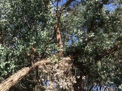 -金塔沙漠胡杨林景区