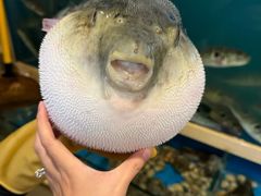 -天正河鲀·河豚亭(大连店)