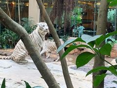 与白虎共餐-白虎自助餐厅·真老虎·景观自助餐厅(广州长隆酒店)
