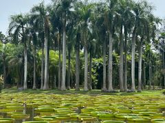 -中国科学院西双版纳热带植物园