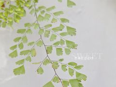 -南山植物园