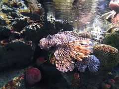 -暹罗海洋世界