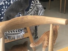 -平行世界·猫咖(首经贸店)