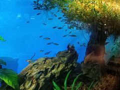 -太平洋海底世界