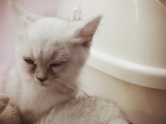 -喵的天空名猫咖啡馆·撸猫·猫舍·用品