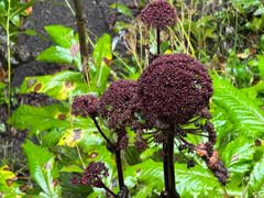 -峡谷浮石林景区