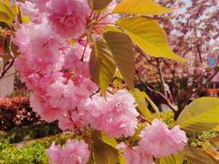 -高东镇樱花园