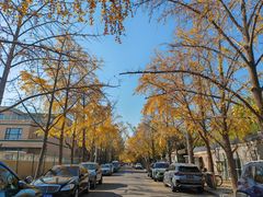 -三里屯东五街银杏大道