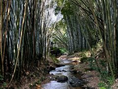 -黄埔油麻山森林公园
