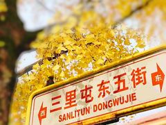 -三里屯东五街银杏大道