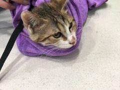 -瑞鹏宠物医院·猫科·宠保定点(梅溪湖分院)