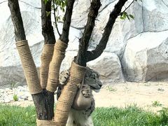 -青藏高原野生动物园