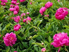 -黑龙江省森林植物园