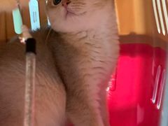 -东方名猫馆·英短金渐层布偶猫舍(环线广场1号楼店)