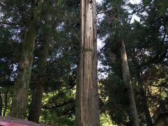 -庐山风景区花径公园