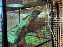 -FAIRYLAND龙族星球主题餐厅(凯丹广场店)